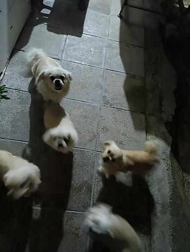 i̇t sahibləndirilir: Pekines — 2