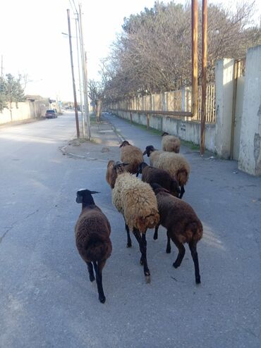 Qoyunlar, qoçlar: Qoyun sürüsü – yerli ətlik/yunlu istiqamət - Şəkillərdə müxtəlif — 3