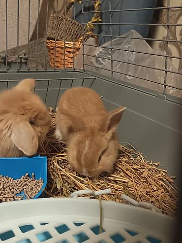 Кролики: Dekorativ dovşanlar satılır Baxımlı və sağlam dovşanlar satılır. Ev — 9