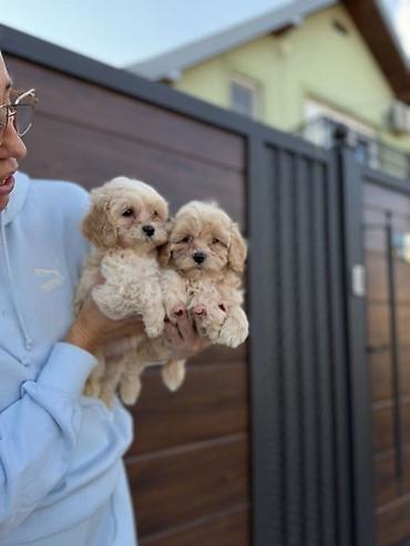 psi kp: Maltipoo vrhunske genetike u registrovanoj odgaivacnici Bahu Djokovic — 1