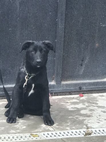 İtlər: Labrador-retriver, 4 ay, Erkek, Peyvəndli, Ünvandan götürmə