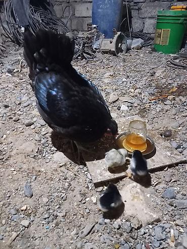 avstrolop cuceleri: Toyuq, Australorp, Damazlıq, Ünvandan götürmə — 5
