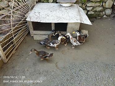 ordək balası və cucə: Toyuq cücələri, Damazlıq — 8