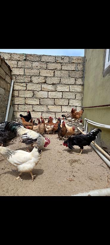 Toyuqlar: Toyuq, Damazlıq, Ödənişli çatdırılma — 9