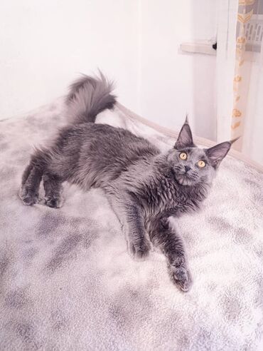 кошка домик: Мейн-кун, 4 айлык, Эркек, Көгүлтүр, Лотокко барууга үйрөтүлгөн, Курттардан тазаланган, Документтери менен
