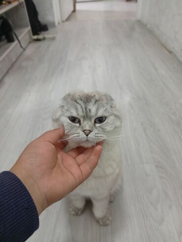 Продажа кошек: Скотиш Фолд (Шотландская вислоухая), 2 года, Девочка, Серый, Приучена к лотку