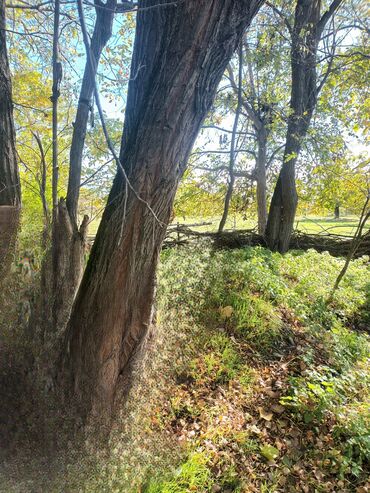 Həyət evləri və villaların satışı: Torpaq bağ sahəsi 42 sot meyvə baği satıram -da lalafo.az — 9 Həyət evləri və villaların satışı: Torpaq bağ sahəsi 42 sot meyvə baği satıram — 9