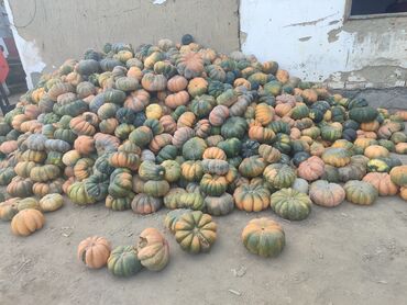 оптовые цены на продукты питания в бишкеке: Тыква мускатная (крупноплодная, ребристая), урожай этого сезона для