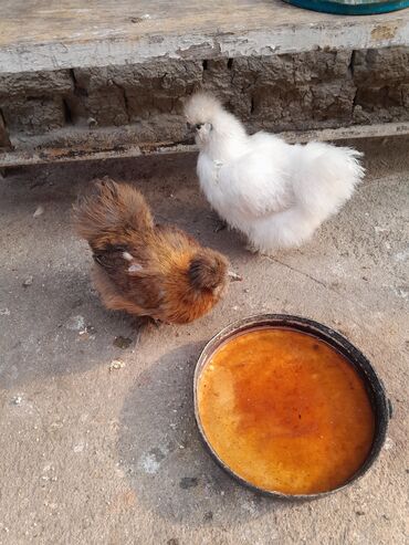 Toyuqlar: Toyuq, Damazlıq, Ödənişli çatdırılma -da lalafo.az — 8 Toyuqlar: Toyuq, Damazlıq, Ödənişli çatdırılma — 8