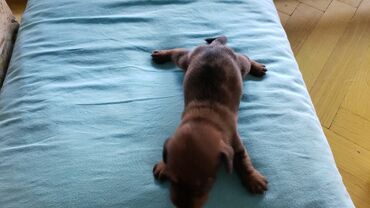 Dachshund mini - Born on 9th September. More info in the app or email