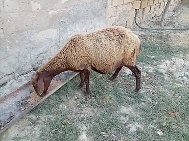 jersey cinsi: Boğaz qoyun 4ayna yetrə yetirdi hər il əkiz doğur — 4