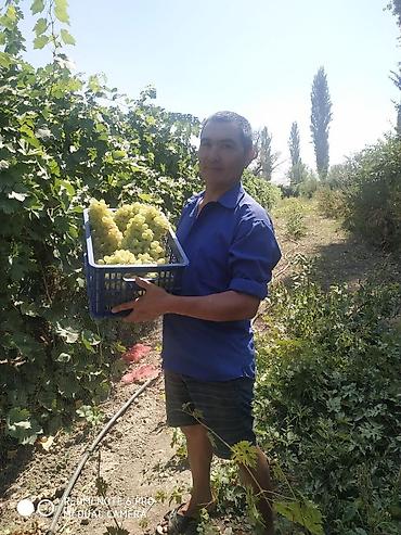 Виноград: Саженцы винограда: Ризамат. Киш-миш чёрный. Мирный. Розовый тайфи — 16