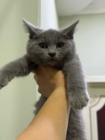 котята в добрые руки баку: Шотландская