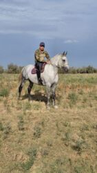 ам стафф: Продаю | Конь (самец) | Конный спорт