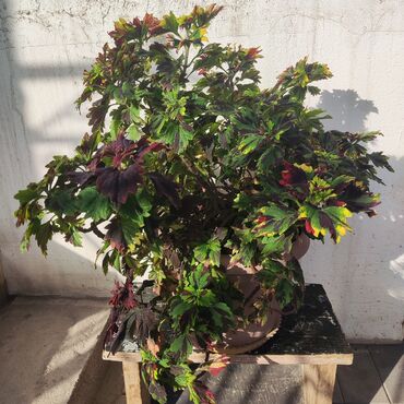 Драцены и Сансевиерии: Домашние и комнатные цветы в горшках. Герань, Алоэ, долларовое дерево — 4