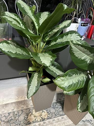 Аглаонемы: Аглаонема (Aglaonema) с вариегатной листвой — крупные — 2