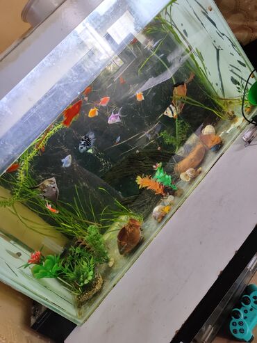 pişiklər bala: Dördbucaq akvarium, Balıqlarla birlikdə, 120 l, Ünvandan götürmə, Ödənişli çatdırılma