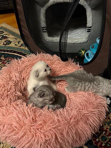 Pişiklər: Yaxşı əllərə — 2