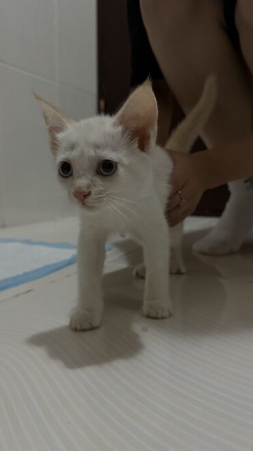 сибирская трехцветная кошка: Кошка даром: Беспородная, 2 месяца, Девочка, Приучена к лотку, Проглистована