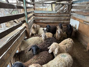 питбуль щенка: Сатам | Ургаачы кой (ургаачы) | Көбөйтүү үчүн | Ургаачы