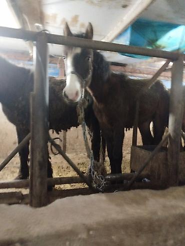 Лошади, кони: Продаю | Жеребенок | Рабочий — 3