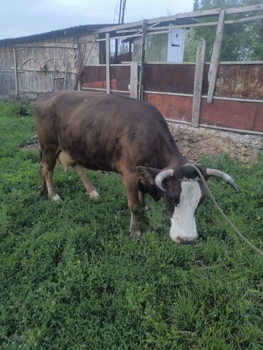 быки телки: Продаю | Корова (самка) | Алатауская | Для молока | Стельные