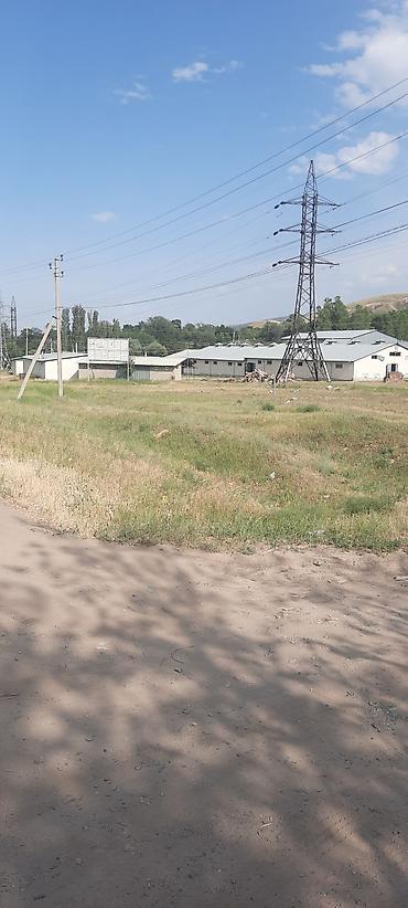 Лошади, кони: Продаю | Кобыла (самка), Конь (самец), Жеребец — 8