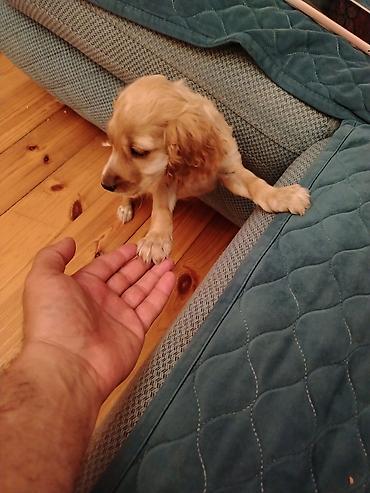 golden retriever golden: Koker spaniyel, 2 ay, Peyvəndli — 3