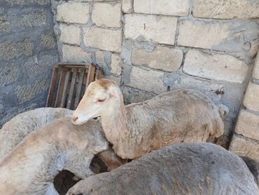 Коровы, быки: Salam satılır boğazdılar ay yarımlıq 1ci qarna