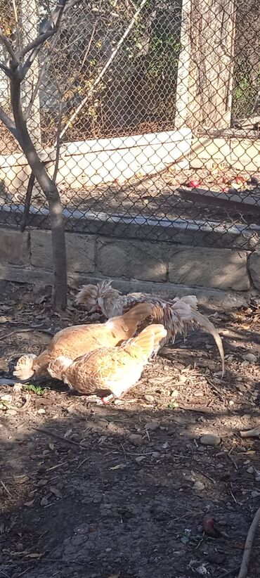 шотландский вислоухий котенок: Toyuq, Damazlıq, Ödənişli çatdırılma lalafo.az -da шотландский вислоухий котенок: Toyuq, Damazlıq, Ödənişli çatdırılma