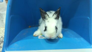 Dovşanlar: Dovsan balalari satilir — 1