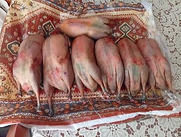 Other bird meat: Qaşqaldağ Bilənlər bilir necə dadlı olur Cəkisi gəlir 500 qram 600 -da lalafo.az — 5 Other bird meat: Qaşqaldağ Bilənlər bilir necə dadlı olur Cəkisi gəlir 500 qram 600 — 5