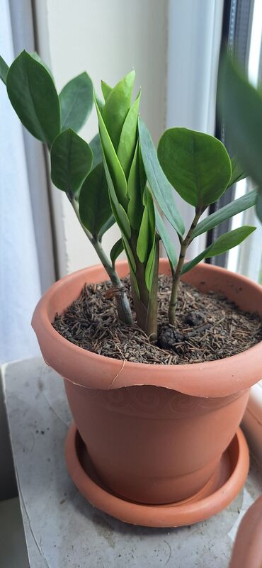 banan agaci: Zamiculcas (dollar gülü).qiymet 9 manat