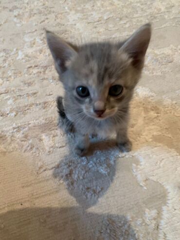 куда можно отдать кошку в бишкеке: Отдам котят в добрые руки 🐾 Милые котята ищут заботливых хозяев!