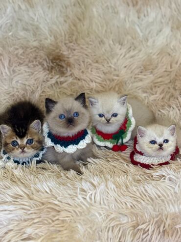 Pişiklər: Dişi, Erkək, Yaxşı əllərə, Ünvandan götürmə -da lalafo.az — 7 Pişiklər: Dişi, Erkək, Yaxşı əllərə, Ünvandan götürmə — 7