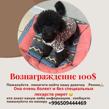 бюро находок ошский рынок: Пожалуйста помогите найти нашу девочку собачку ремми🙏 за очень