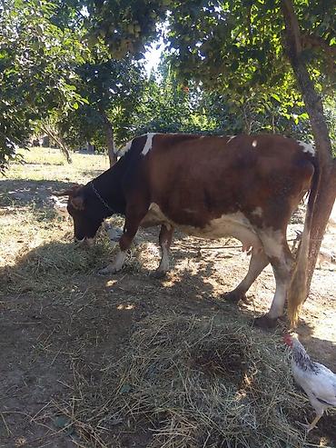 Süd inəyi və buzov 2 aylıq balası 10.11l süd verir. Yeyən heyvandı çox
