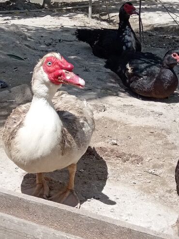 səbzi quşu: Lal ordekler erkeydiler isteyen elaqe saxlasin mawtagada yerlewir