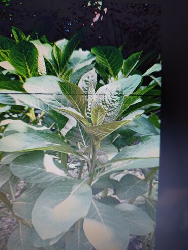 Садовые цветы и кустарники: Саженцы цветка: Платная доставка — 28