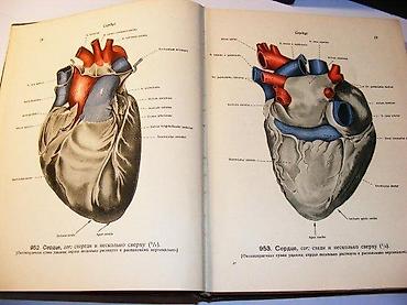 lepe devojke: Anatomski atlas čoveka u 5 tomova Sinelnikov, VorobievAtlas anatomije — 3