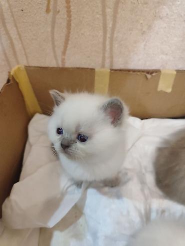 Pişiklər: Britan, Dişi — 18