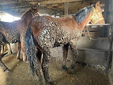 Лошади, кони: Продаю | Жеребенок | Для разведения — 5