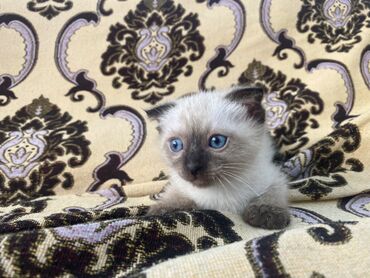 вислоухий сиамский кот: Отдам в заботливые, хорошие руки котёнка в возрасте 1,5 месяца. Отец