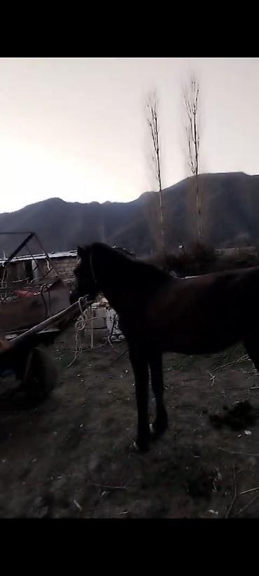 Atlar: Erkəkdi 2yaşın tamam edib yorğadı sakit heyvandır — 7