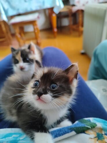 Коты: Отдам бесплатно хорошим людям две трёхцветные кошечки