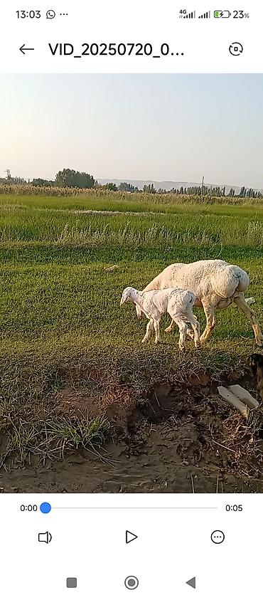Баран, овца: Продаю | Баран (самец) | Арашан | Для разведения | Ярка — 9