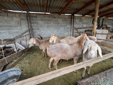 продажа щенков немецкой овчарки в бишкеке с документами: Продаю | Овца (самка) | Для разведения