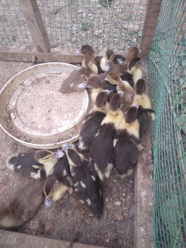 Digər heyvanlar: Muscovy ördək balaları (indo ducklings) - Yaş: təxminən bir neçə