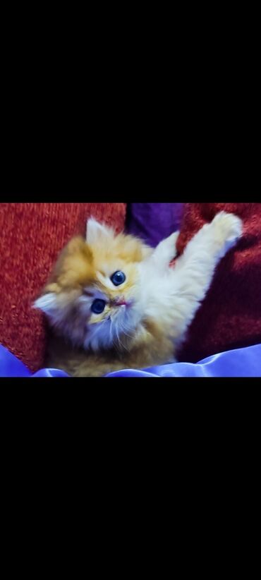 британская кошка: Британская Золотая шиншилла мальчик родился 14 март знает лоток
