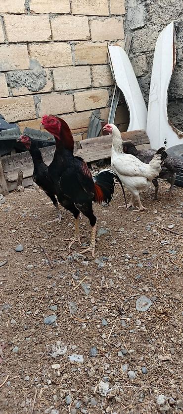 at satisi qiymetleri: Heyrati xoruz fereler satilir hamisi. satilir .fereler 35 manatda — 1